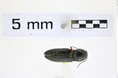 Foto (Dorsalansicht) von Cardiophorus arnoldii (Dolin, 1960) (NHMW-ZOO-COL-0008283)